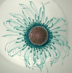 Porpita porpita consists of a colony of hydroids[240]