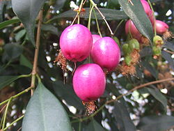 Syzygium paniculatum