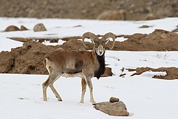 Urial kos az indiai Ladakban