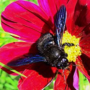 Abeille charpentière (ici Xylocopa violacea).