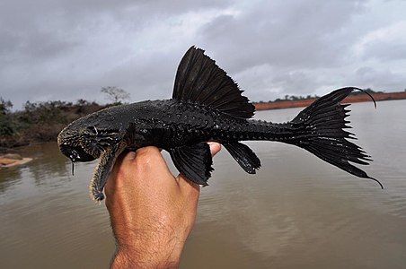 Acanthicus hystrix, Brazil