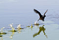 American coot on takeoff at Fernald Preserve near Ross, Ohio