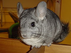 Chinchilla gris standard