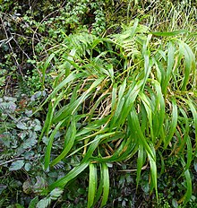 Brachypodium sylvaticum hivern.jpg