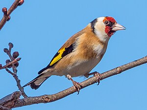 C. c. carduelis Sweden