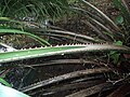 Pétiole épineux de Elaeis oleifera (population de Guyane)