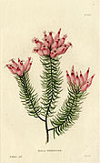 431 Erica ventricosa