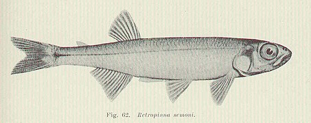 Éperlan australien (Retropinna semoni)