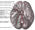 Arterias de la base del cerebro.