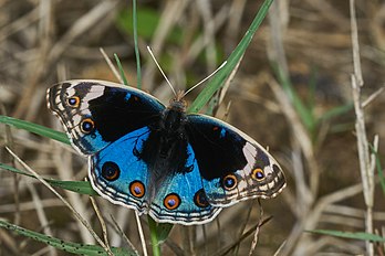 Junonia orithya, uma espécie de borboleta da família Nymphalidae que se distribui pela África, Ásia e Australásia. (definição 3 829 × 2 553)