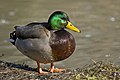 Canard colvert mâle.