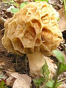 Morchella rotunda