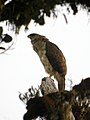 Águila harpía de Nueva Guinea (Harpyopsis novaeguineae)