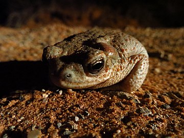 Bufo punctatus בפארק