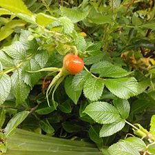 Japoniar arrosa (Rosa rugosa)