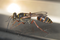 A "newborn" wasp Sceliphron Curvatum