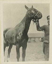 Cheval blessé par obus en cours de traitement à l'hôpital vétérinaire du Corps expéditionnaire américain, 1917-1918.