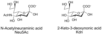 N-Ацетилнейраминовая кислота и Kdn — сиаловые кислоты