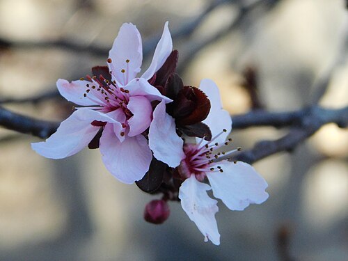 Flowers of a cherry tree, genus Prunus, New Mexico, US