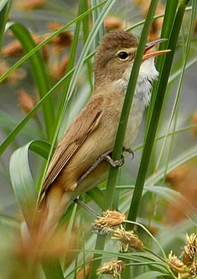 Acrocephalus australis