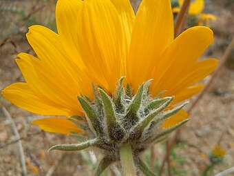 Les phyllaires de Balsamorhiza hookeri sont largement séparés, poilus, rigides et pointent vers l'extérieur de la tige.