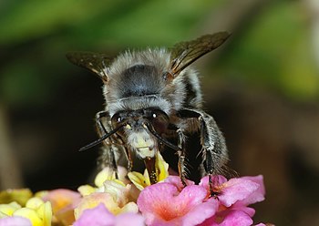 Anthophora bee