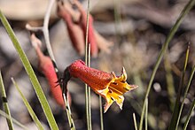 Blancoa canescens - Winter Bell-2.JPG