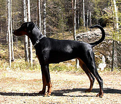 Dobermann