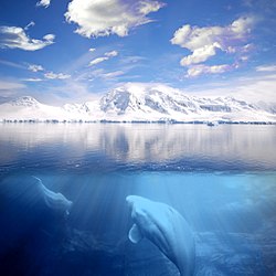 Belugas en l'oceano Arctico