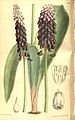 Muscari latifolium