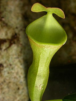 Nepenthes campanulata