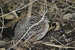 Thumbnail for Abrolhos painted buttonquail