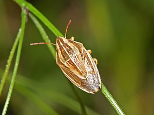 Ploşniţa vărgată mică a cerealelor (Aelia acuminata)