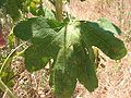 Alcea rosea L. fulles