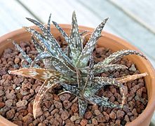 Aloe rauhii (Алое Рауха)