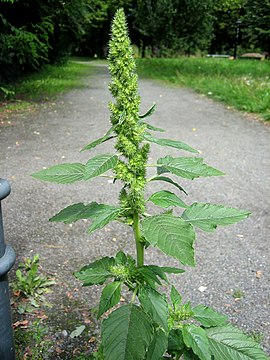 Amaranthus retroflexus