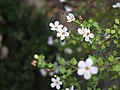 Bacopa diffusa