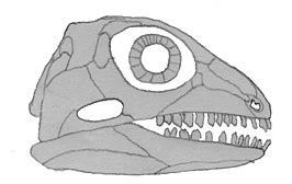 Bolosaurus