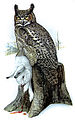 Great horned owl, from United States Department of Agriculture Yearbook (1908)