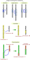 Image 1Five types of chromosomal mutations (from Mutation)