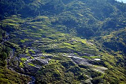 Sawah di Distrik Dili