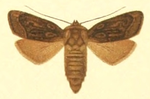 Agrotis fatidica – Weibchen