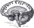 Dissection showing the course of the cerebrospinal fibers.