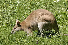 Macropus agilis - 02.jpg