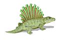 Platyhystrix rugosus, a platyhystricine of the very late Carboniferous to early Permian of North America