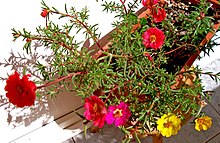 Portulaca grandiflora4.jpg