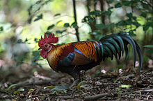 Seekor ayam hutan jantan berwarna-warni di lantai hutan