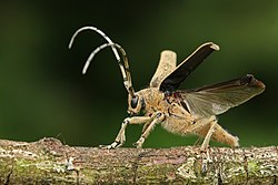 Großer Pappelbock (von Karl Rauch)