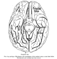 Gyrus rectus seen anteriorly at centre.