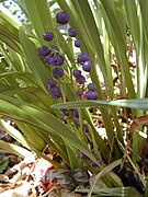 Frutos de Dianella.